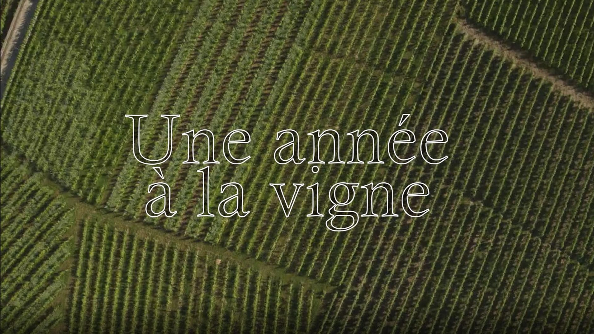 série une année à la vigne couverture